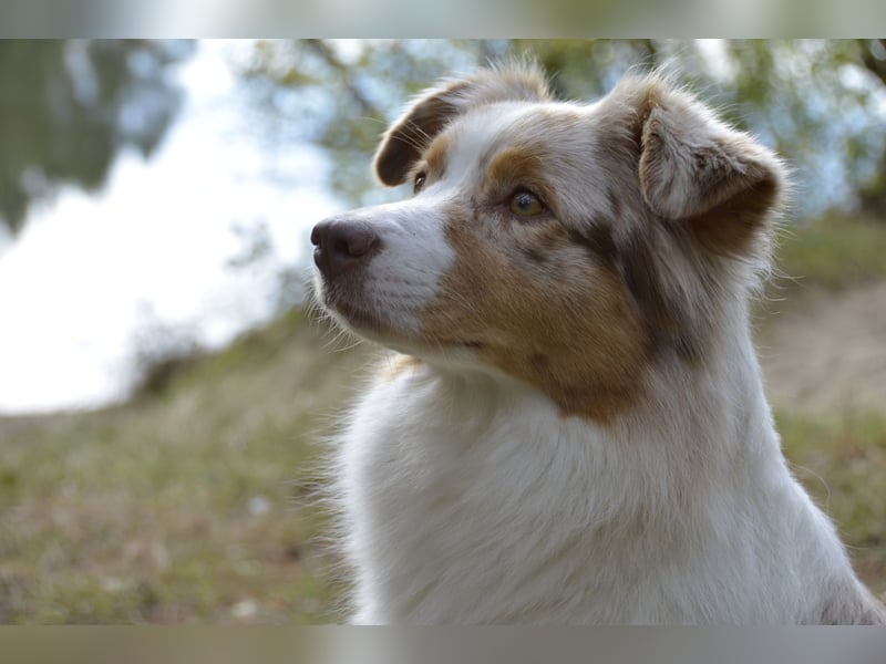 Australian Shepherd Welpen Deckankündigung
