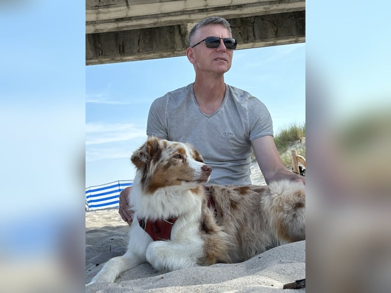 Australian Shepherd Welpen Deckankündigung