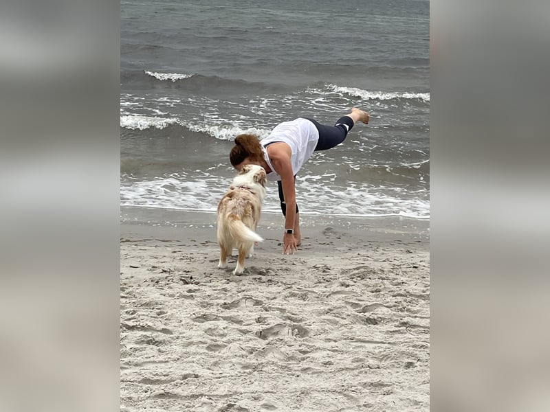 Australian Shepherd Welpen Deckankündigung