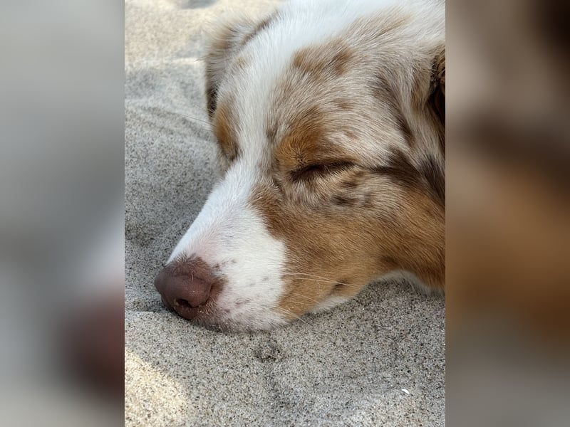 Australian Shepherd Welpen Deckankündigung