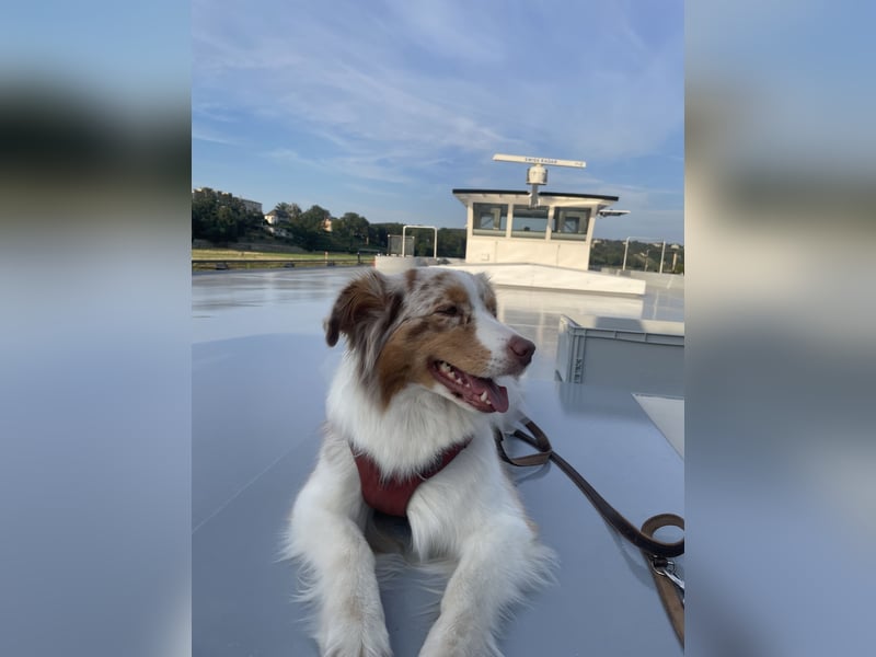 Australian Shepherd Welpen Deckankündigung