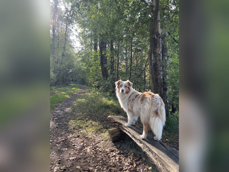Australian Shepherd Welpen Deckankündigung