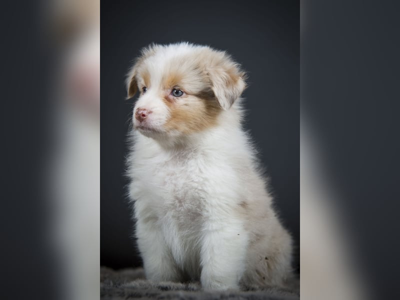 Australian Shepherd Welpen Deckankündigung