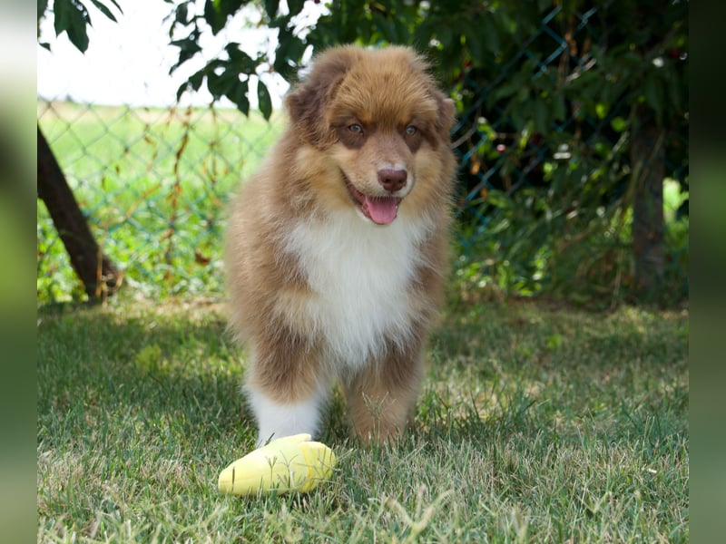 Australian Shepherd Rüde mit FCI Stammbaum