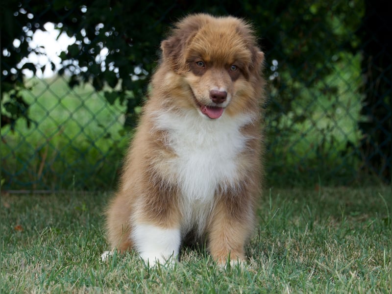 Australian Shepherd Rüde mit FCI Stammbaum