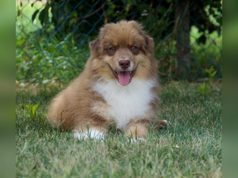 Australian Shepherd Rüde mit FCI Stammbaum