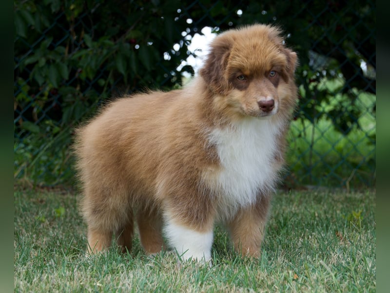 Australian Shepherd Rüde mit FCI Stammbaum