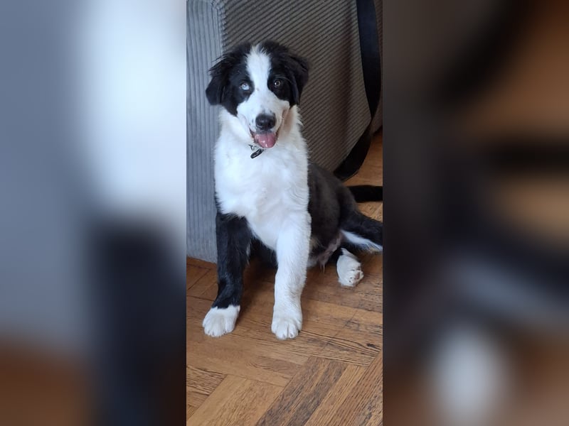 Australian Shepherd