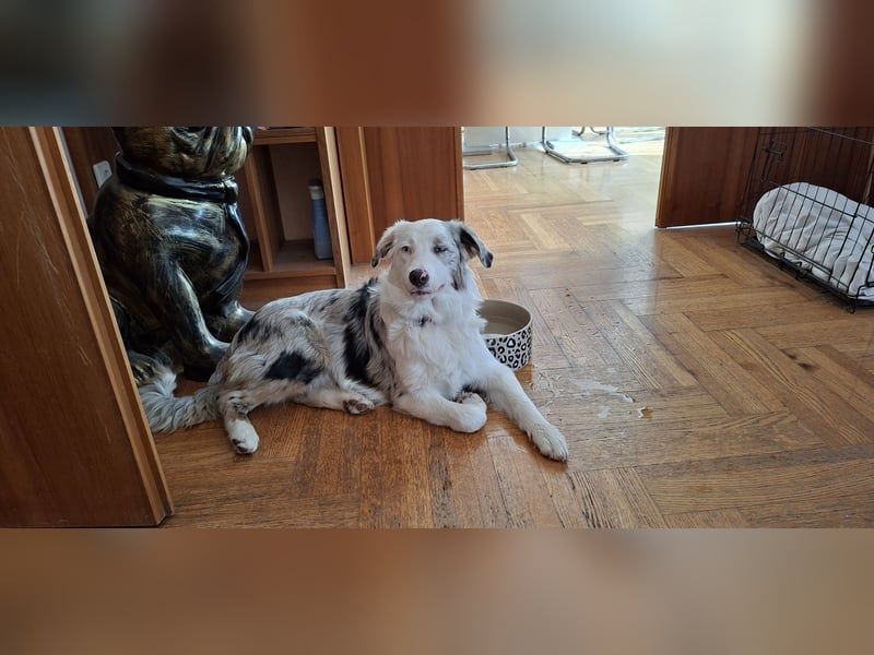 Australian Shepherd Hündin
