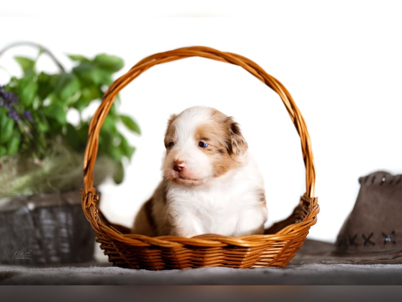 Australian Shepherd Welpen – Showlinien – kräftiger Knochenbau – kleinere Größe (MAS Typ)