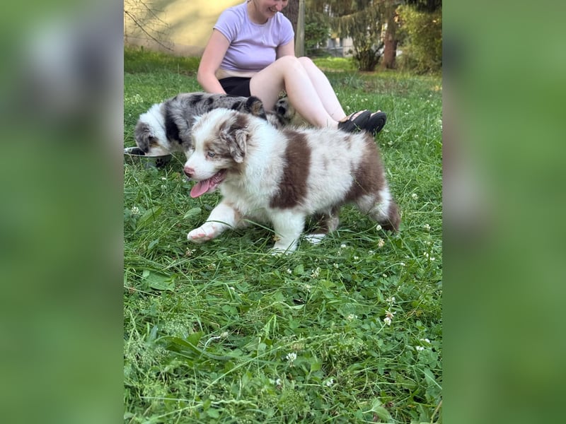 Australian Shepherd Welpen – Showlinien NBT – kräftiger Knochenbau - Abholbereit