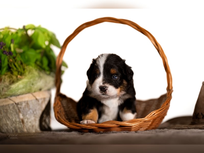 Australian Shepherd Welpen – Showlinien – kräftiger Knochenbau – kleinere Größe (MAS Typ)