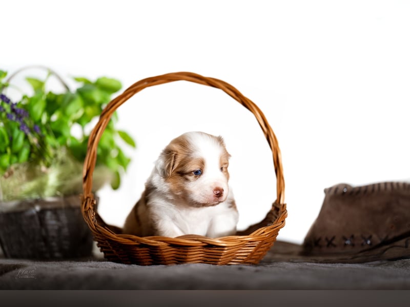 Australian Shepherd Welpen – Showlinien – kräftiger Knochenbau – kleinere Größe (MAS Typ)