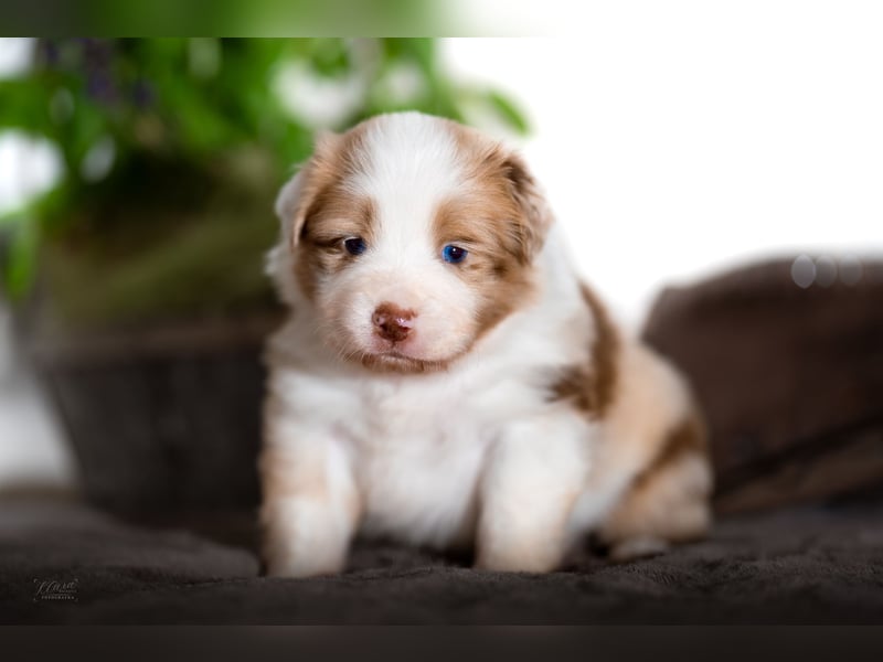Australian Shepherd Welpen – Showlinien – kräftiger Knochenbau – kleinere Größe (MAS Typ)