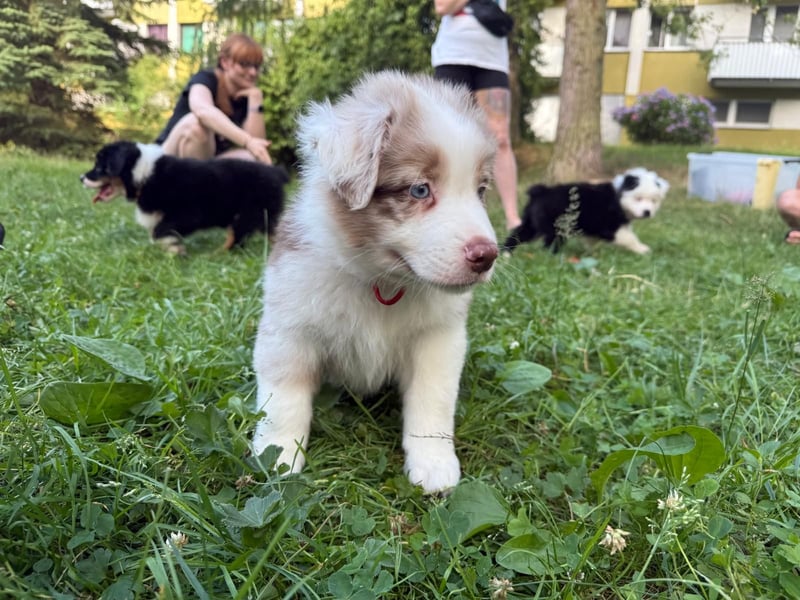 Australian Shepherd Welpen – Showlinien NBT – kräftiger Knochenbau - Abholbereit