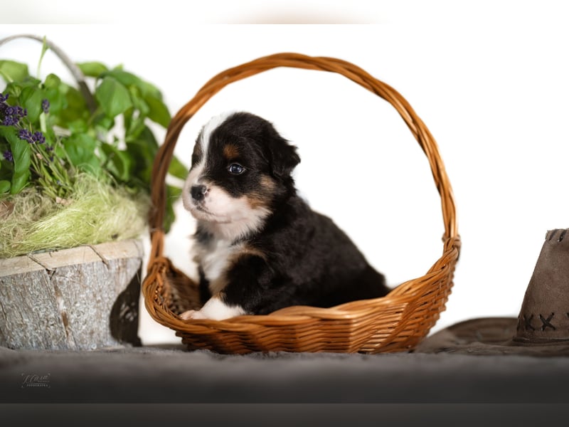 Australian Shepherd Welpen – Showlinien – kräftiger Knochenbau – kleinere Größe (MAS Typ)