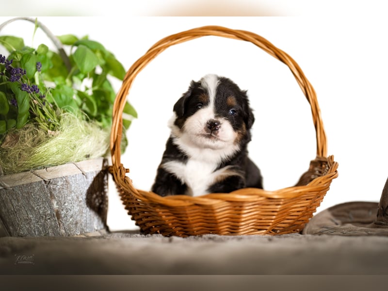 Australian Shepherd Welpen – Showlinien – kräftiger Knochenbau – kleinere Größe (MAS Typ)