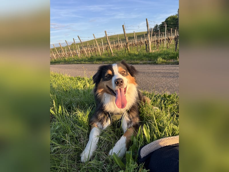 2-jähriger Australian Shepherd Rüde sucht liebevolles Zuhause