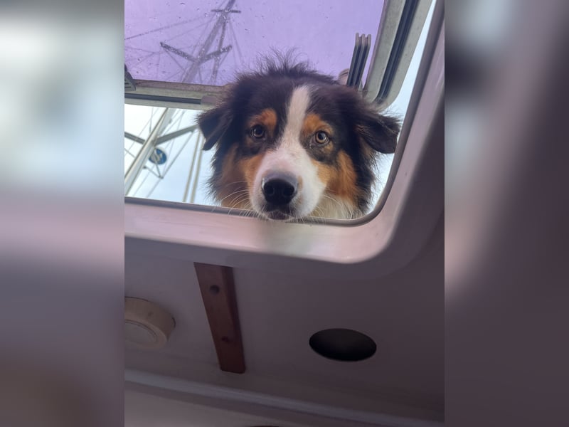 2-jähriger Australian Shepherd Rüde sucht liebevolles Zuhause