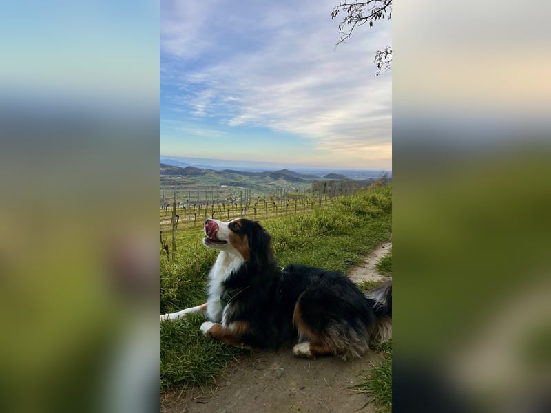 2-jähriger Australian Shepherd Rüde sucht liebevolles Zuhause