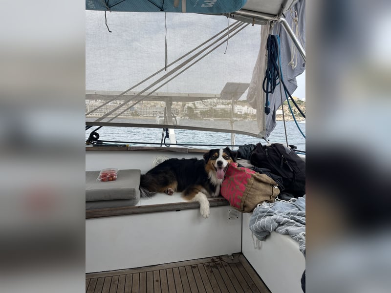 2-jähriger Australian Shepherd Rüde sucht liebevolles Zuhause