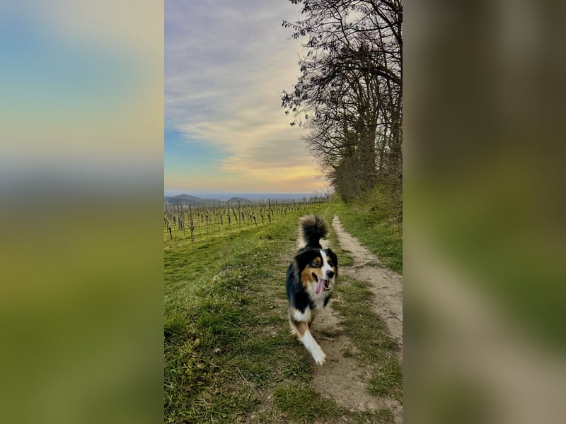 2-jähriger Australian Shepherd Rüde sucht liebevolles Zuhause