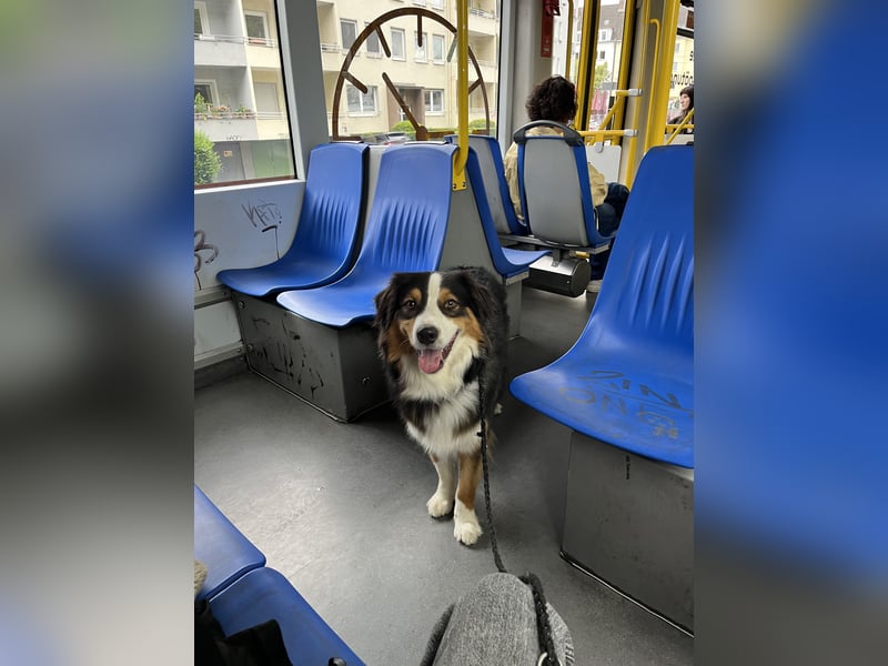 2-jähriger Australian Shepherd Rüde sucht liebevolles Zuhause