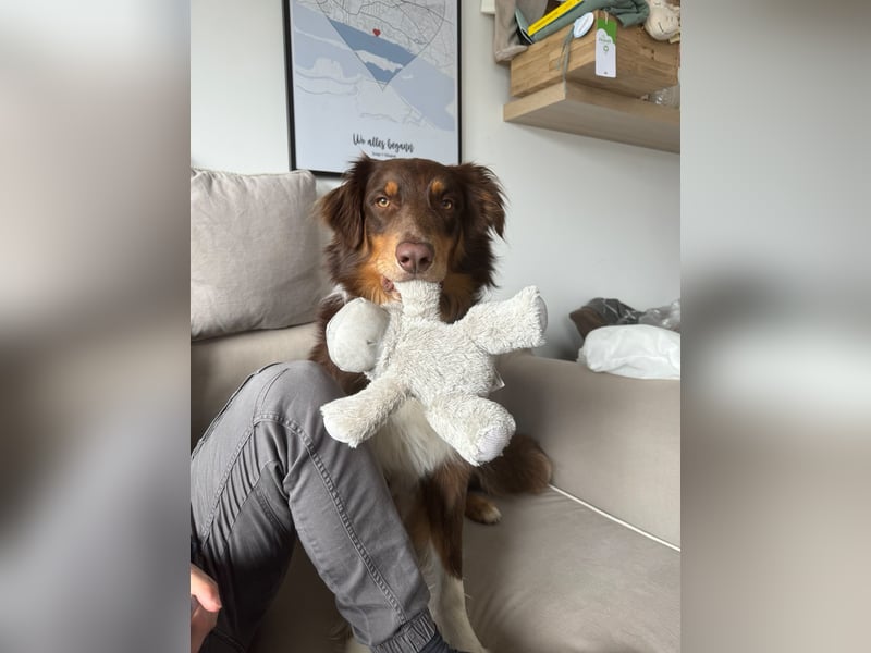 Jack - Charmanter Aussie Rüde