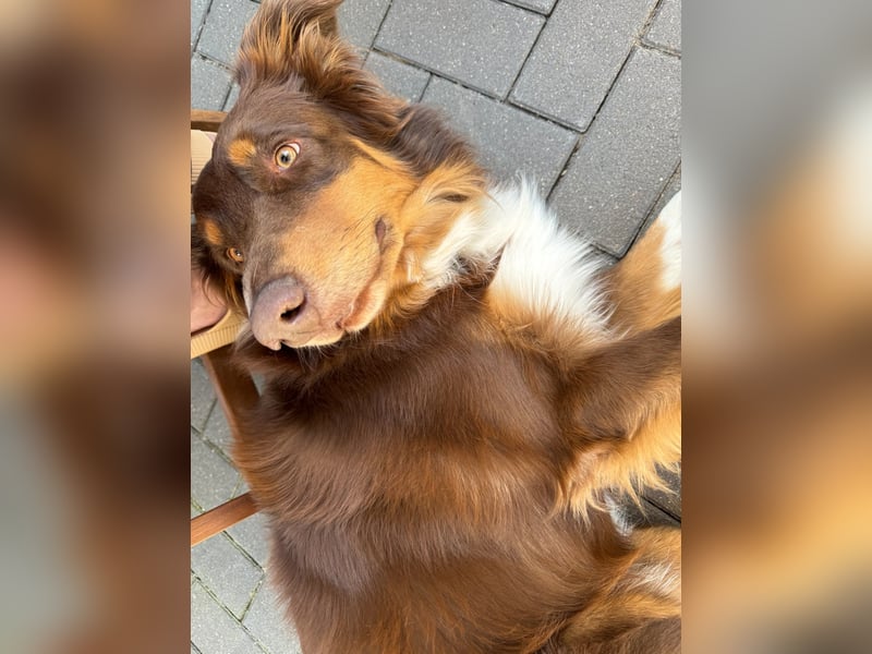 Jack - Charmanter Aussie Rüde