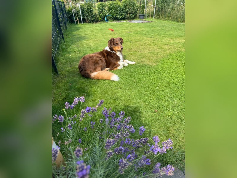 Jack - Charmanter Aussie Rüde
