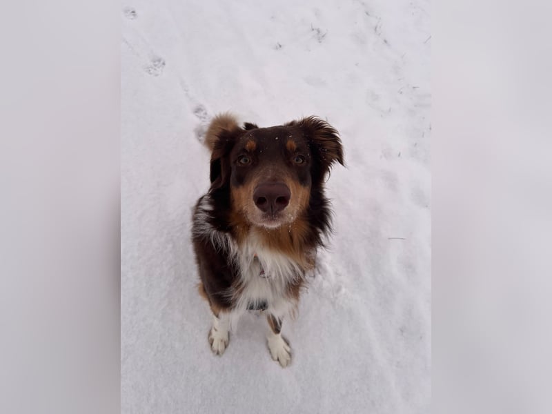 Jack - Charmanter Aussie Rüde