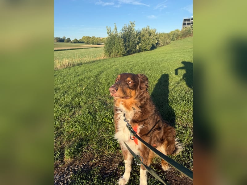 Jack - Charmanter Aussie Rüde