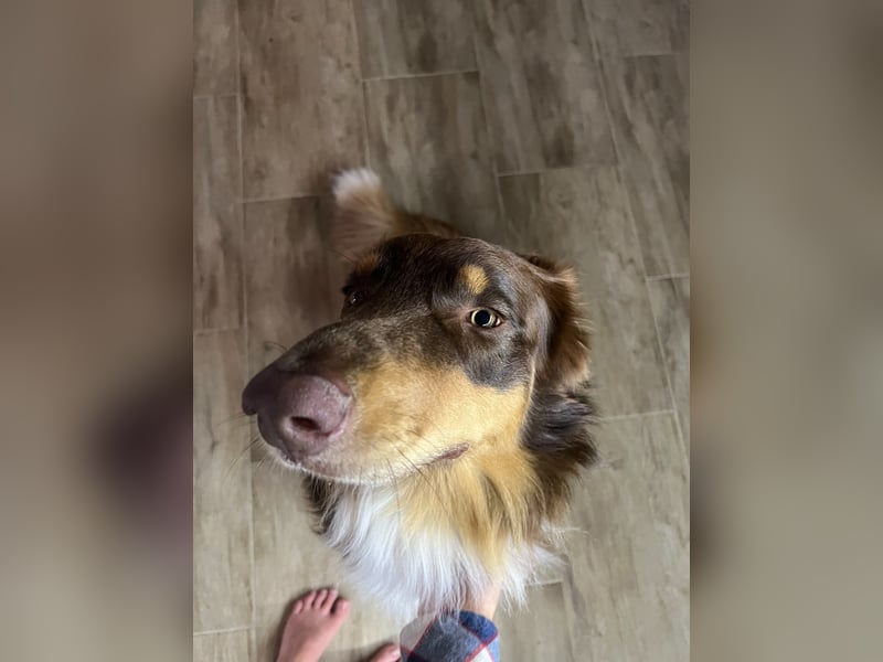 Jack - Charmanter Aussie Rüde
