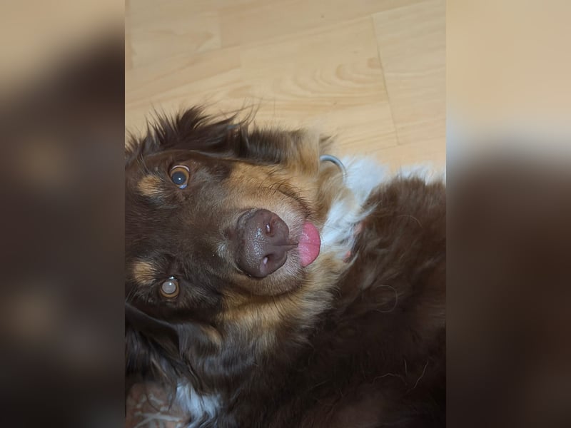 Jack - Charmanter Aussie Rüde