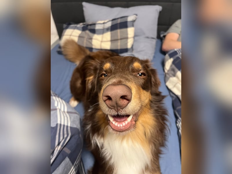 Jack - Charmanter Aussie Rüde