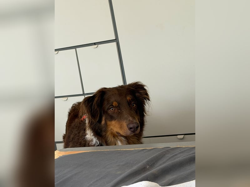 Jack - Charmanter Aussie Rüde