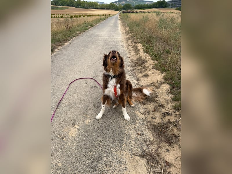 Jack - Charmanter Aussie Rüde