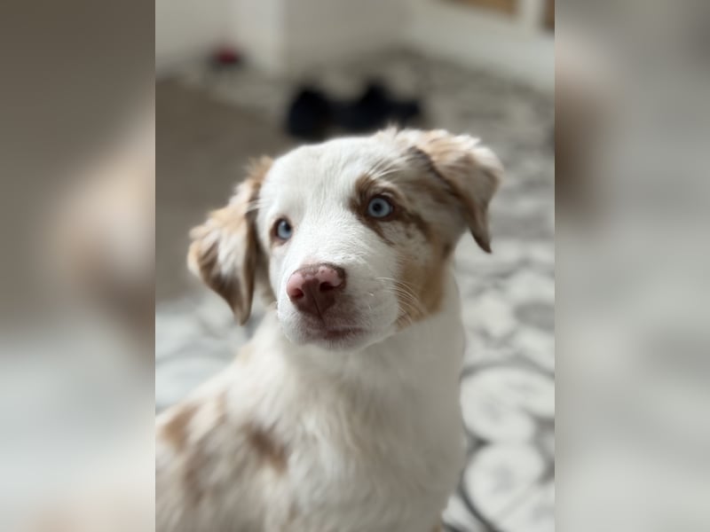 Missy 12 Wochen reinrassige Aussie Welpin