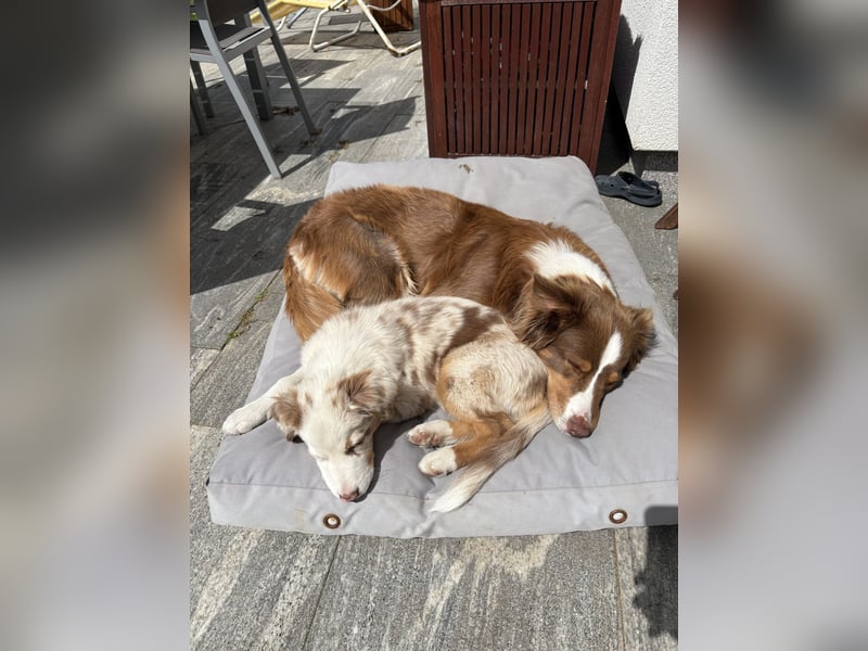 Missy 12 Wochen reinrassige Aussie Welpin