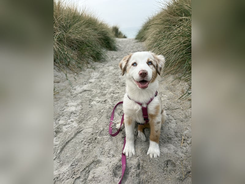 Missy 12 Wochen reinrassige Aussie Welpin