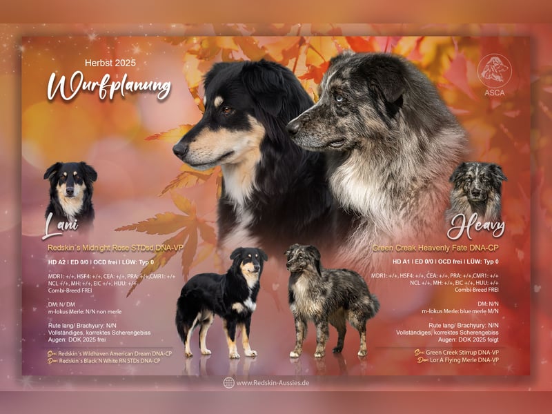 sportliche Australian Shepherd Welpen mit ASCA Papieren-Wurfplanung Herbst 2025