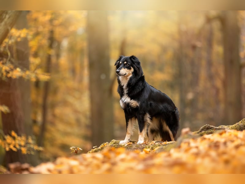 sportliche Australian Shepherd Welpen mit ASCA Papieren-Wurfplanung Herbst 2025