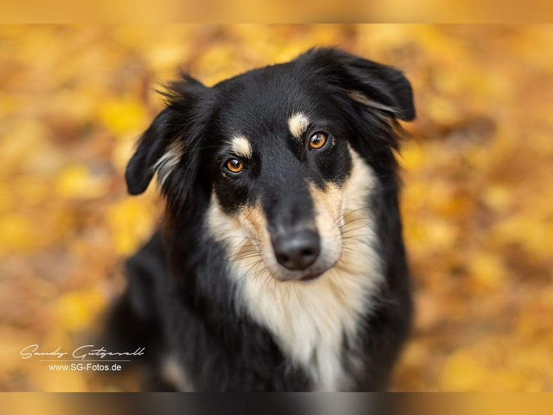 sportliche Australian Shepherd Welpen mit ASCA Papieren-Wurfplanung Herbst 2025