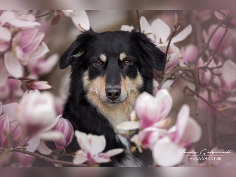 sportliche Australian Shepherd Welpen mit ASCA Papieren-Wurfplanung Herbst 2025