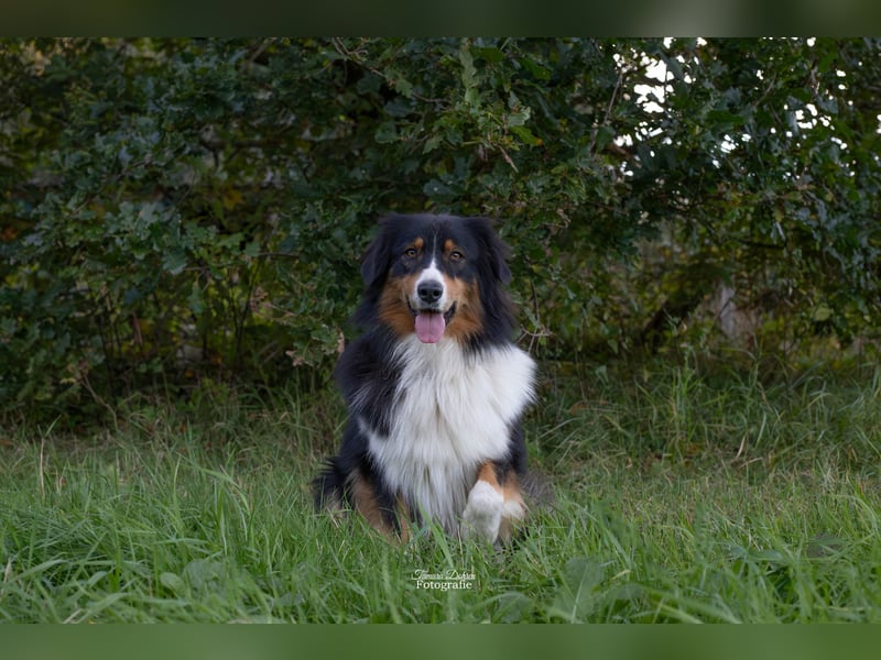 Australian Shepherd Welpen