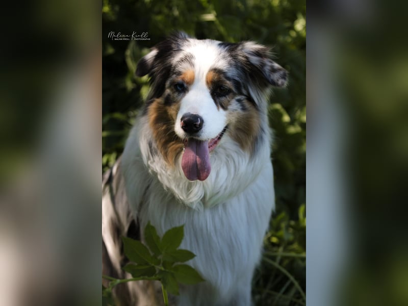 Australian Shepherd Welpen