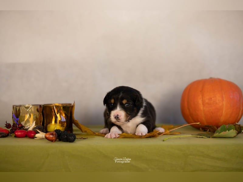 Australian Shepherd Welpen