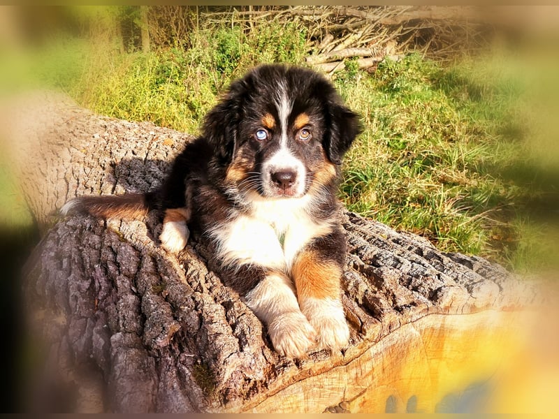 Reinrassige Australian Shepherd Welpen aus einer Spitzenverpaarung mit ASCA Papiere....