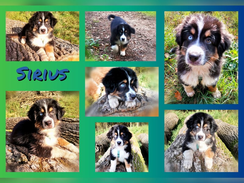 Reinrassige Australian Shepherd Welpen aus einer Spitzenverpaarung mit ASCA Papiere....