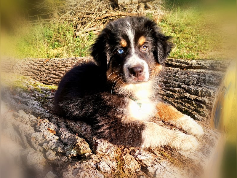 Reinrassige Australian Shepherd Welpen aus einer Spitzenverpaarung mit ASCA Papiere....